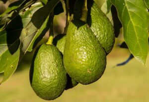 Matricúlate en nuestro F.P. de Producción Agroecológica en el curso 2026/27